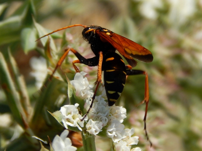 Batozonellus lacerticida (Pompilidae)